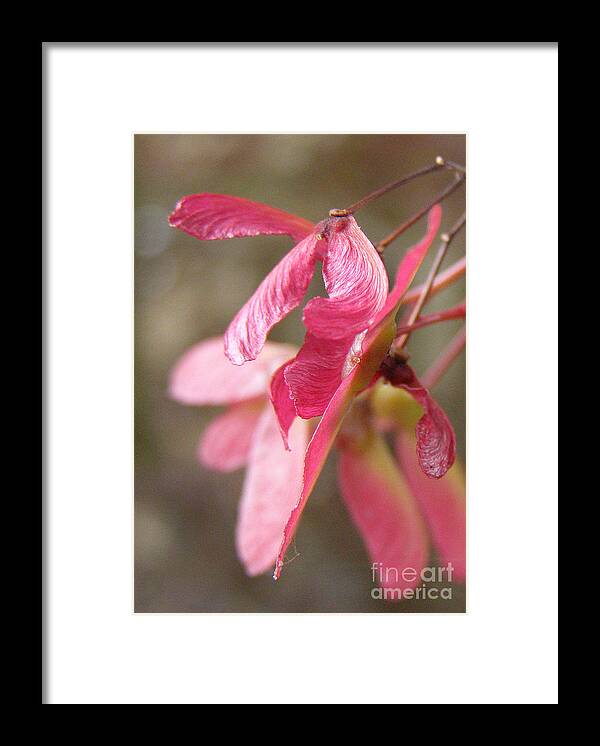 Maple Keys Framed Print featuring the photograph Japanese Maple Keys by Lynn Quinn