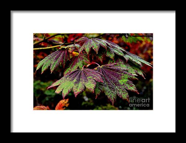 Tree Framed Print featuring the photograph Japanese Maple Leaves 2 by Tatyana Searcy