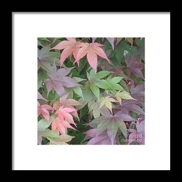 Anniversary Framed Print featuring the photograph Japanese Maple leaves by Christina Verdgeline