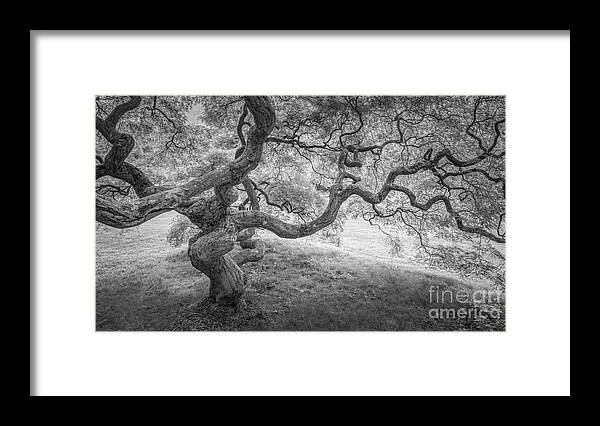 Japanese Maple Tree Framed Print featuring the photograph Japanese Maple Tree Bw by Michael Ver Sprill