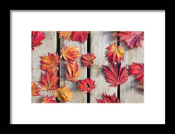 Japanese Framed Print featuring the photograph Japanese Maple Tree Leaves on Wood Deck by David Gn