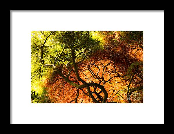 Japanese Framed Print featuring the photograph Japanese Maples by Angela DeFrias