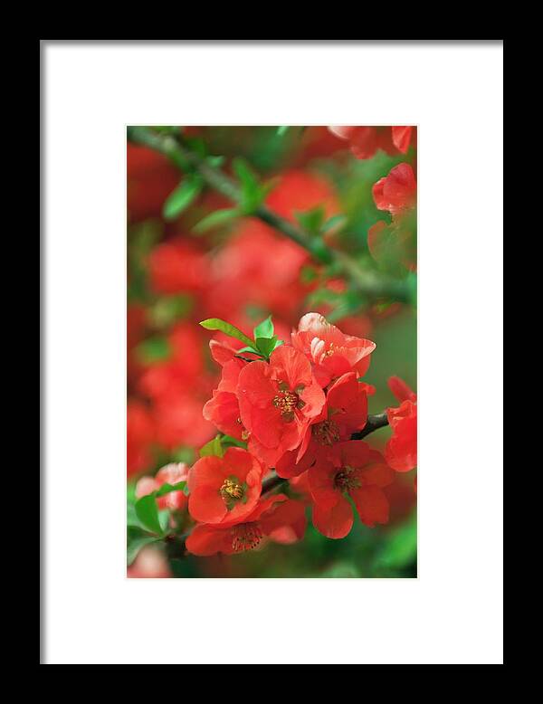 Japanese Quince Framed Print featuring the photograph Japanese Quince (chaenomeles Japonica) by Maria Mosolova