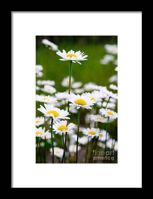Oxeye Daisy Framed Print featuring the photograph Jasper - Oxeye Daisy Wildflower 2 by Terry Elniski