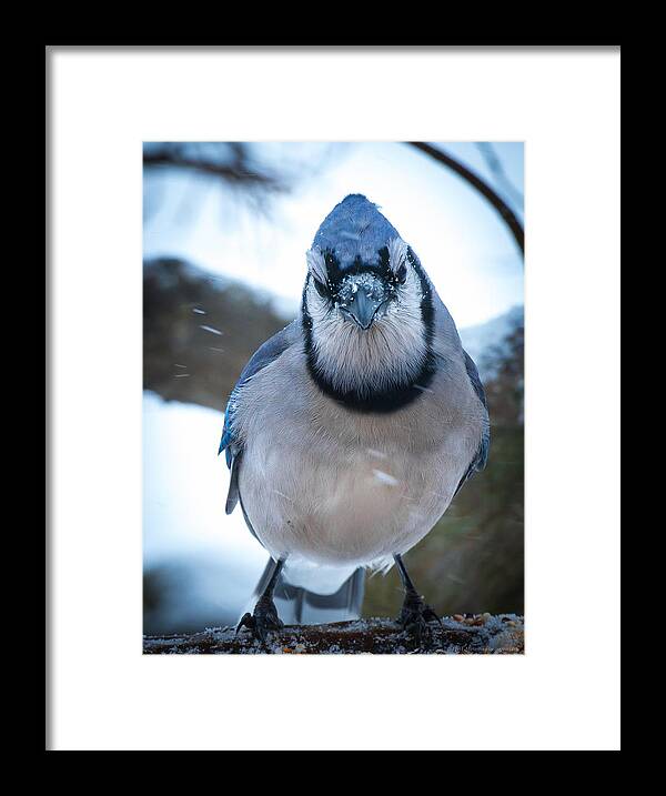 Blue Jay Framed Print featuring the photograph Jay by Phil Abrams