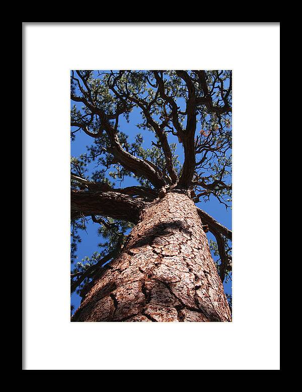 Vertical Framed Print featuring the photograph Jeffrey Pine by Melinda Fawver