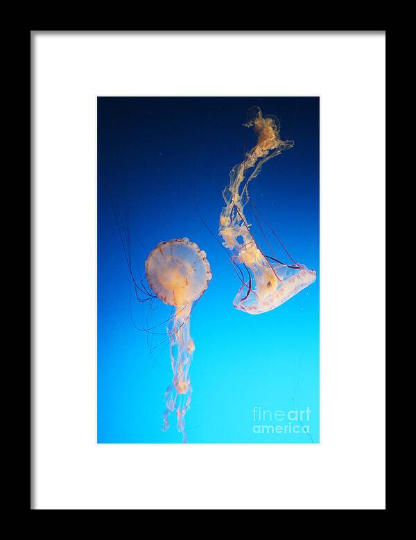 Jellyfish Framed Print featuring the photograph Jellies in Blue by Cheryl Del Toro