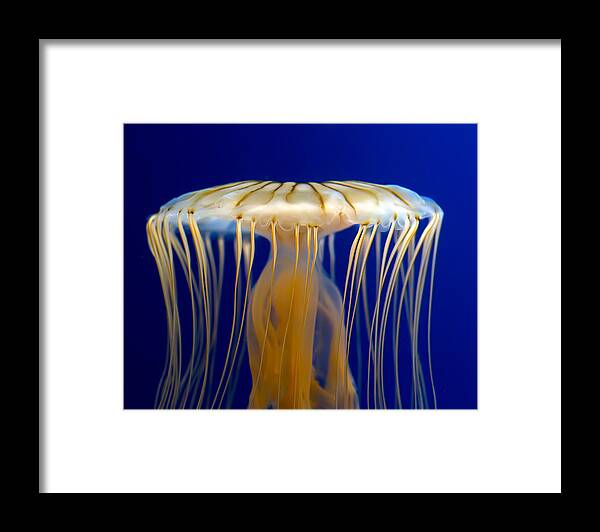 Picture Framed Print featuring the photograph Jelly-fish by Anna Rumiantseva