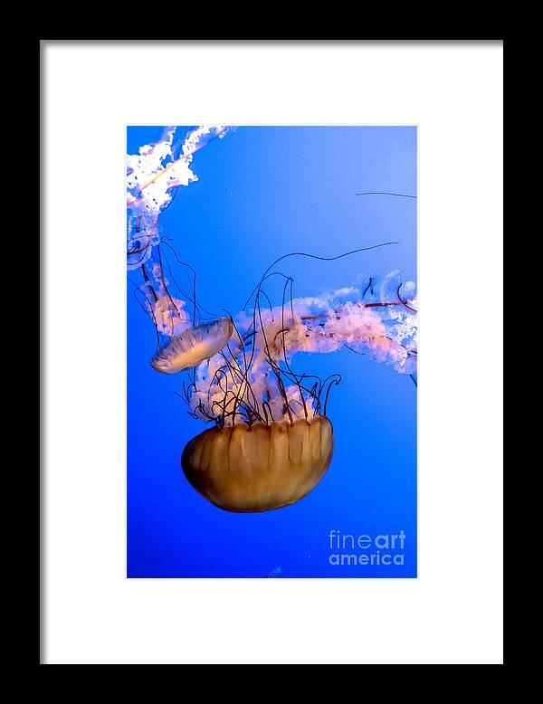 Deep Framed Print featuring the photograph Jelly Fish by Cheryl Baxter