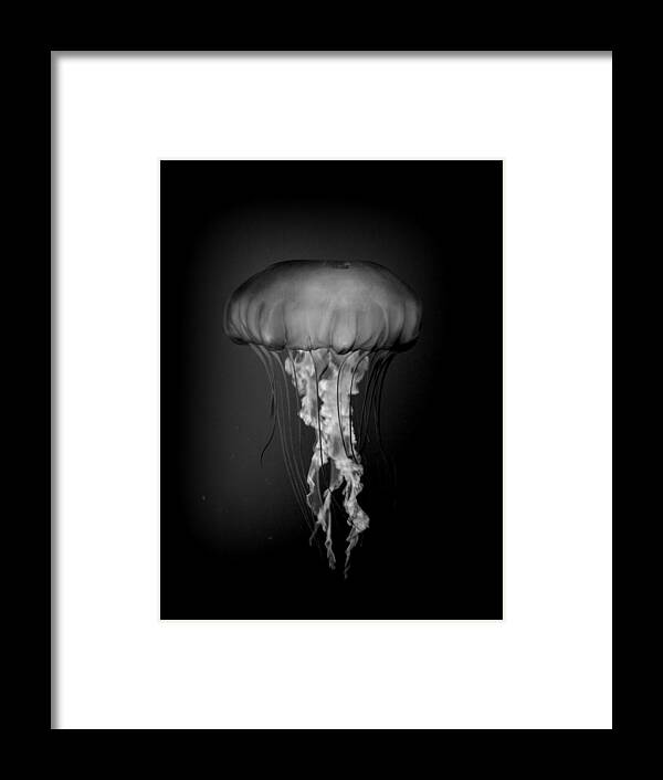 Jelly Framed Print featuring the photograph Jelly Fish by Nathan Abbott