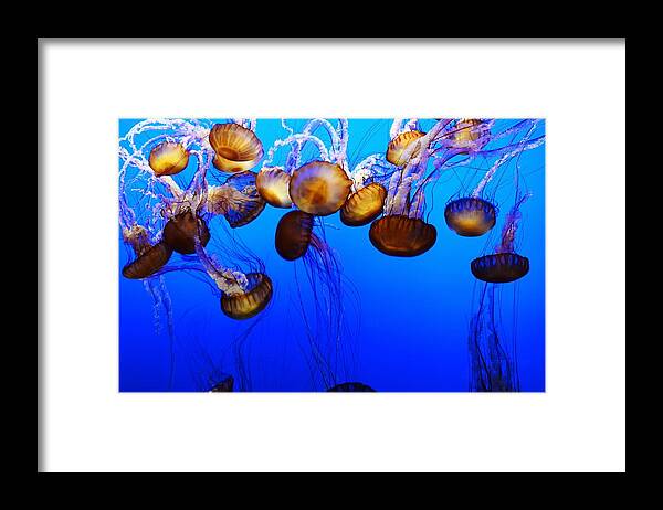 Sea Nettle Jelly Fish Framed Print featuring the photograph Jellyfish Ballet by Marilyn MacCrakin