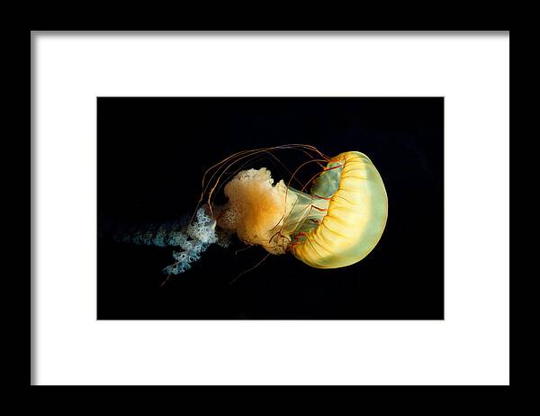 Jellyfish Framed Print featuring the photograph Jellyfish by John Magyar Photography