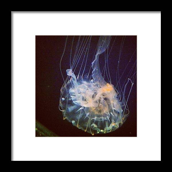 Jellyfish Framed Print featuring the photograph Jellyfish by Nathan Jordan