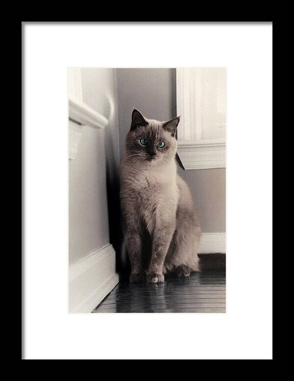 Cat Framed Print featuring the photograph Jenny by Jean Wolfrum