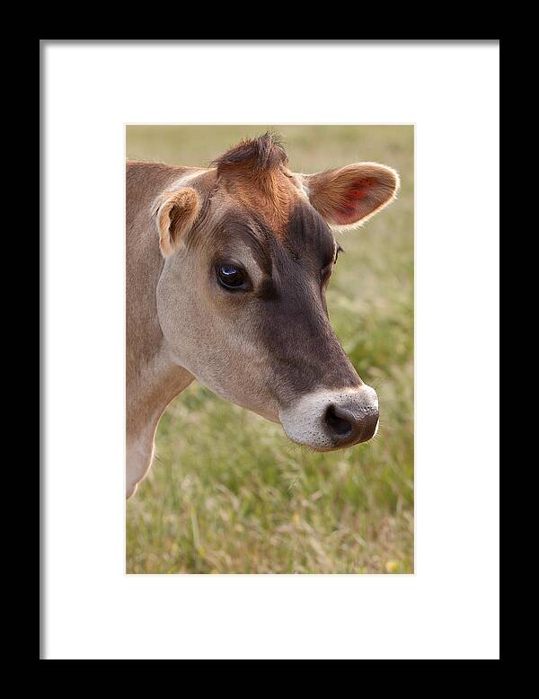 Jersey Framed Print featuring the photograph Jersey Cow Portrait by Michelle Wrighton