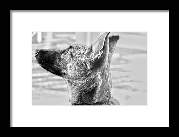 Dog Framed Print featuring the photograph Jethro by Barbara Dean