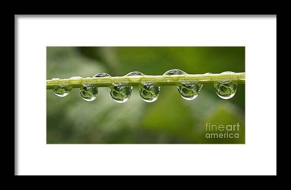 Rain Framed Print featuring the photograph Jewel drops by Inge Riis McDonald