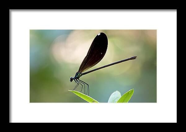 Wildlife Framed Print featuring the photograph Jewel Winged Damselfly by Kenneth Albin