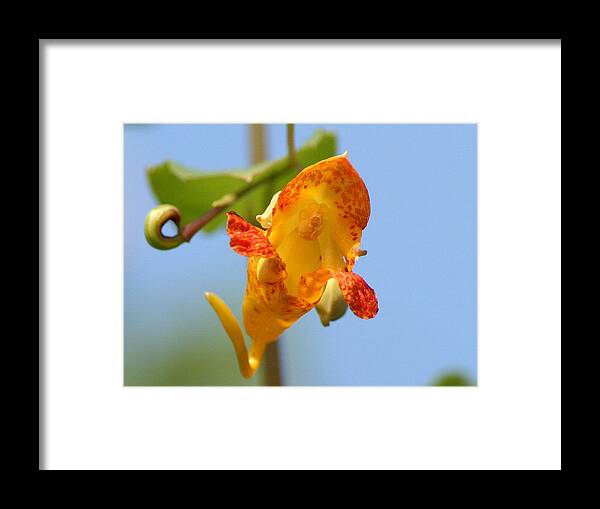 Impatiens Capensis Framed Print featuring the photograph Jewelweed Open Door by Neal Eslinger