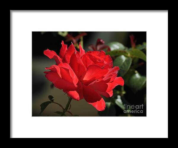 Floral Framed Print featuring the photograph Jim's Rose by Chris Anderson