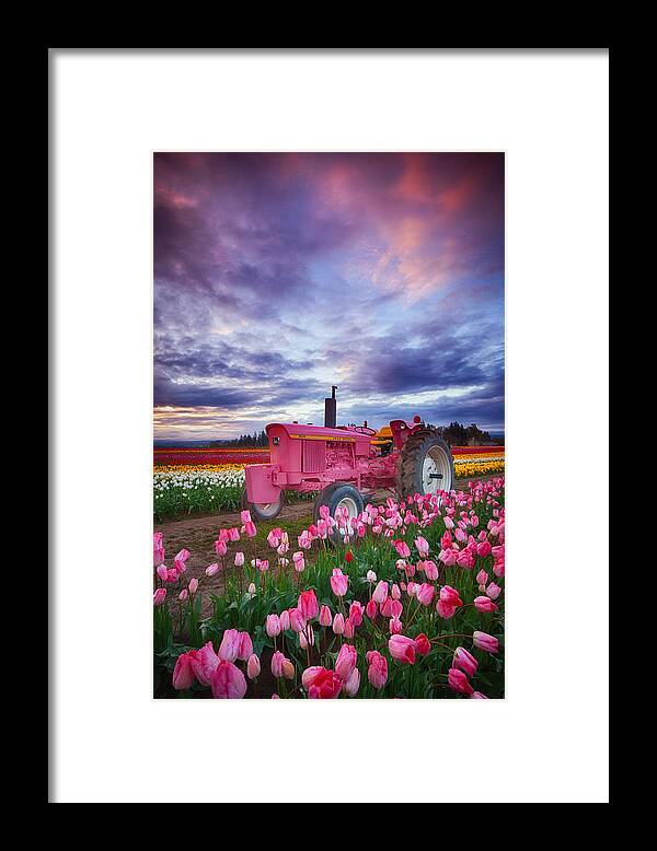 Tulips Framed Print featuring the photograph John Deere Pink by Darren White