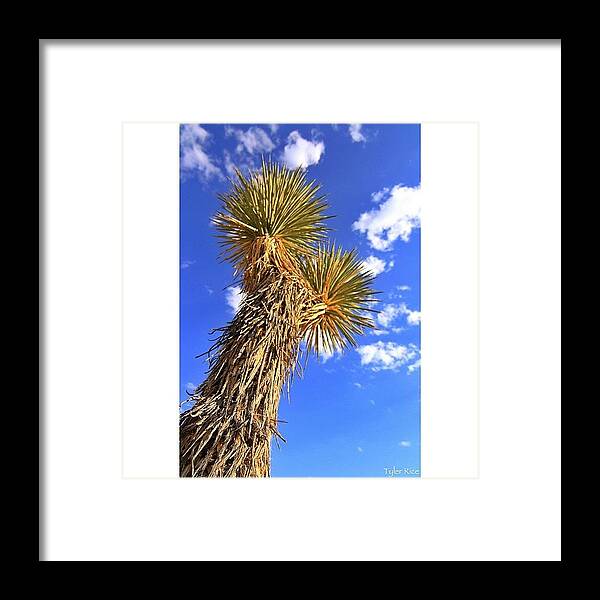  Framed Print featuring the photograph Joshua Tree | Joshua Tree National Park by Tyler Rice