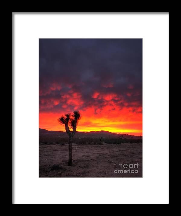 Last Framed Print featuring the photograph Joshua Tree Against The Sky by Eddie Yerkish