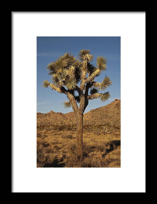 Photography Framed Print featuring the photograph Joshua Tree by Lee Kirchhevel