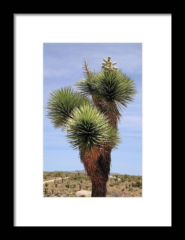 Joshua Tree Framed Print featuring the photograph Joshua Tree (yucca Brevifolia) by Michael Szoenyi/science Photo Library