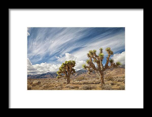 Scenics Framed Print featuring the photograph Joshua Trees In Desert by Alice Cahill