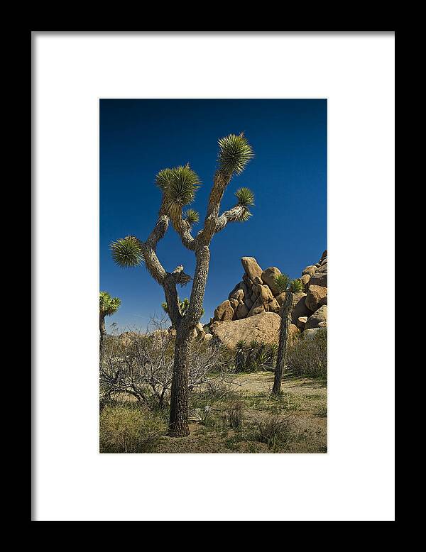 California Framed Print featuring the photograph California Joshua Trees in Joshua Tree National Park by the Mojave Desert by Randall Nyhof