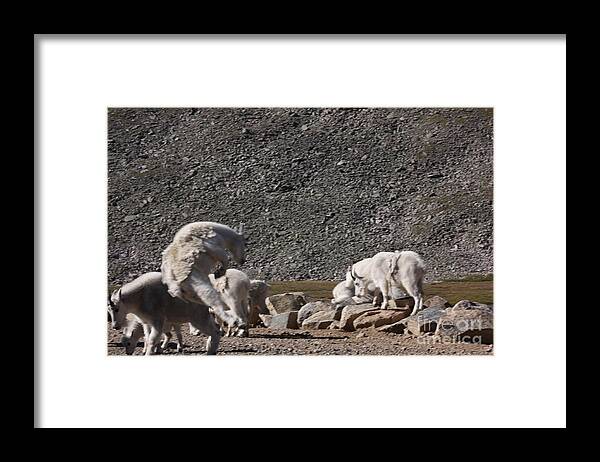 Goats Framed Print featuring the photograph Jousting Goats by David Bearden