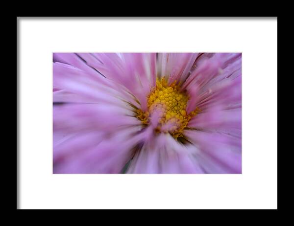 Purple Mum Framed Print featuring the photograph Peace in the Storm by Wanda Brandon