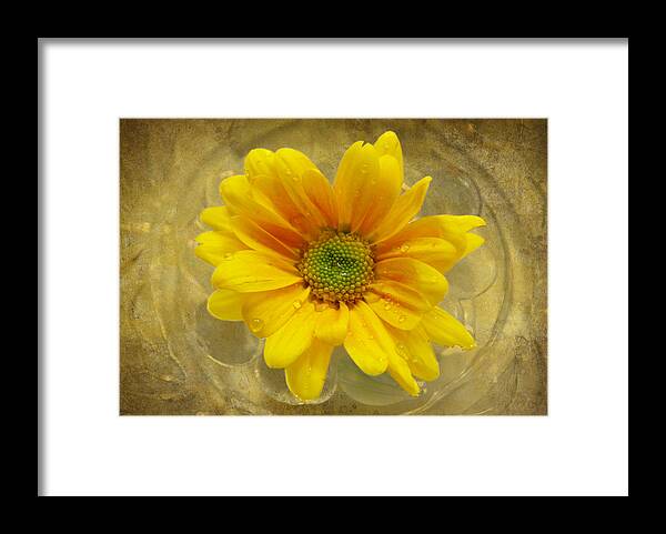 Yellow Flower Framed Print featuring the photograph Joy by Linda Segerson