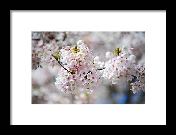 Spring Framed Print featuring the photograph Joy of Spring 1. Pink Spring in Amsterdam by Jenny Rainbow