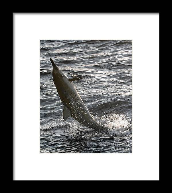 Spinner Dolphin Framed Print featuring the photograph Jumping for Joy by Belinda Greb