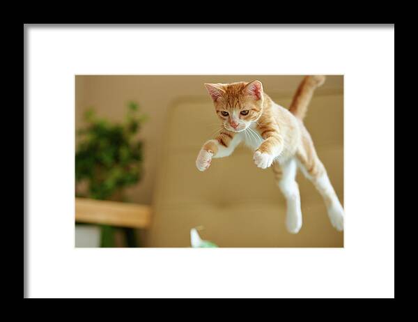 Pets Framed Print featuring the photograph Jumping Ginger Kitten by Akimasa Harada
