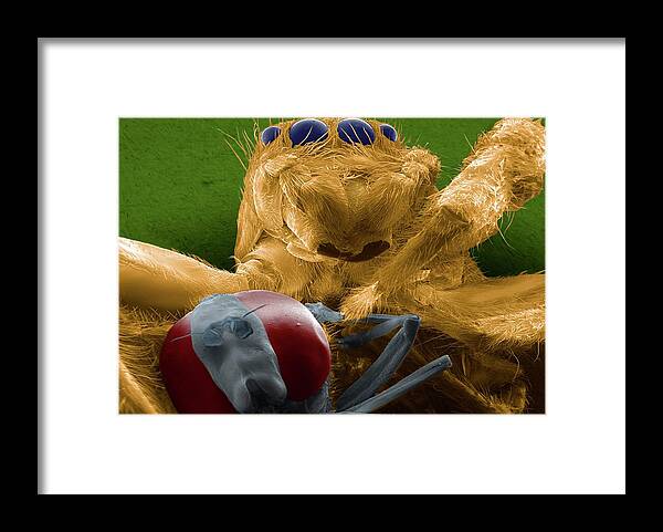 Salticidae Framed Print featuring the photograph Jumping Spider Catching Prey by Thierry Berrod, Mona Lisa Production