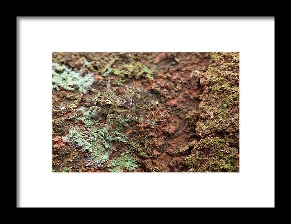 Animal Framed Print featuring the photograph Jumping Spider by Melvyn Yeo