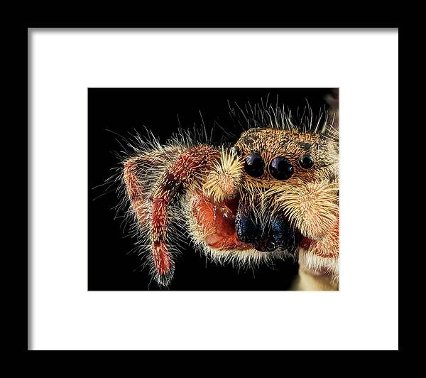 Animal Framed Print featuring the photograph Jumping Spider by Us Geological Survey