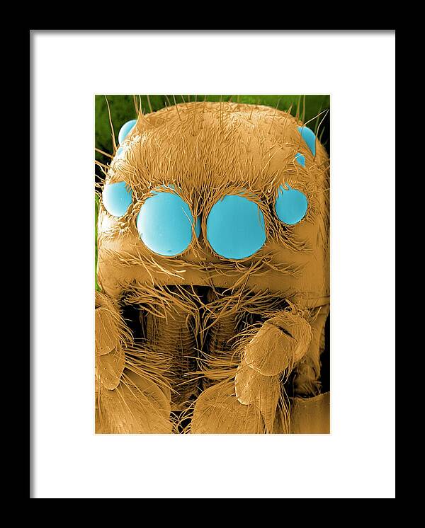 Salticidae Framed Print featuring the photograph Jumping Spider's Head by Thierry Berrod, Mona Lisa Production