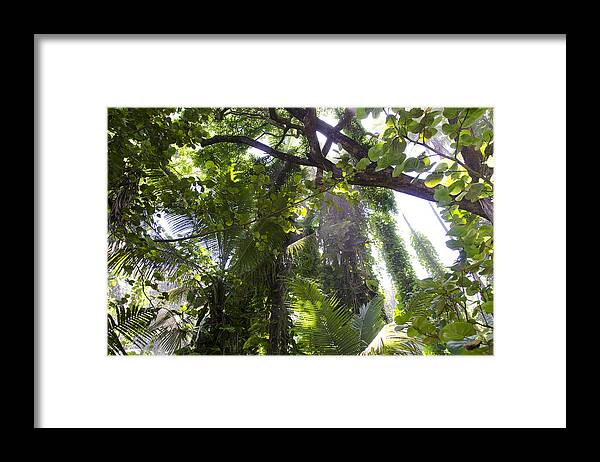 Hawaii Framed Print featuring the photograph Jungle Canopy by Daniel Murphy