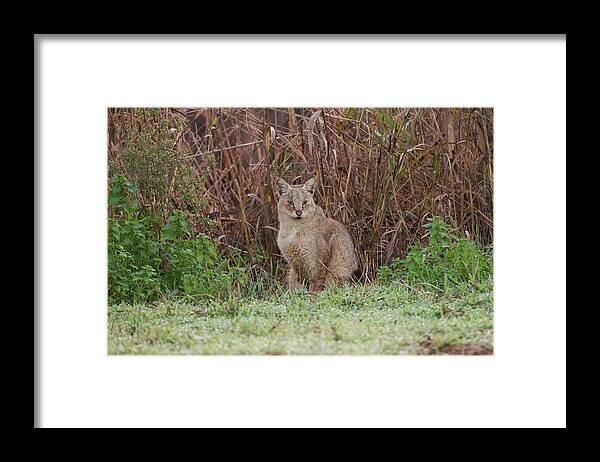 Jungle Framed Print featuring the photograph Jungle Cat (felis Chaus) In The Wild by Photostock-israel