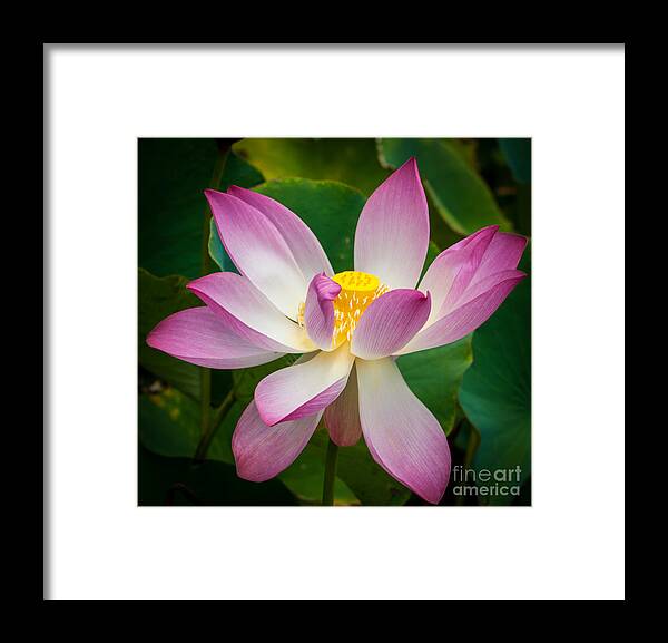 Flower Framed Print featuring the photograph Jungle Garden Flower by Blake Webster