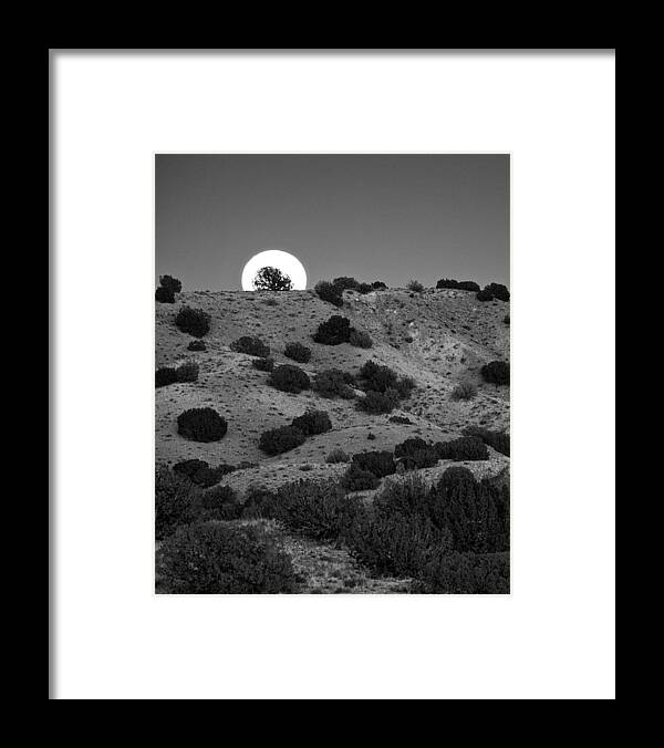 Juniper Framed Print featuring the photograph Juniper at Moonrise by Mary Lee Dereske