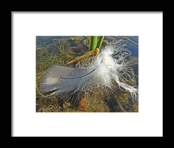 Feather Framed Print featuring the photograph Just a Feather by Scott Kingery