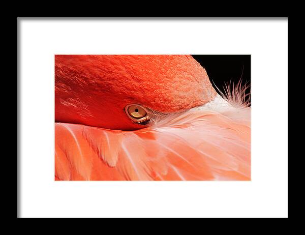 Flamingo Framed Print featuring the photograph Just a Peek by Theo OConnor