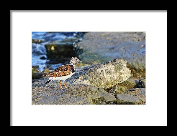 Island Framed Print featuring the photograph Just Came Down for the Winter by Gary Holmes