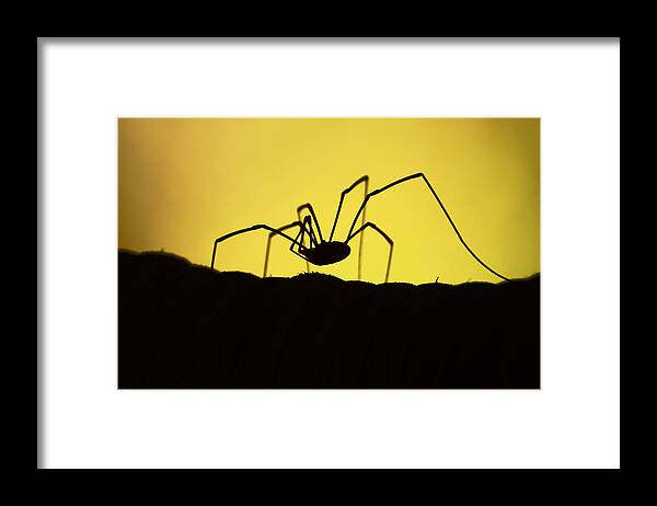 Spider Framed Print featuring the photograph Just Creepy by Lori Tambakis