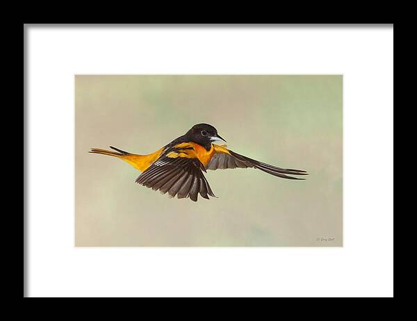 Nature Framed Print featuring the photograph Just Cruisin' by Gerry Sibell